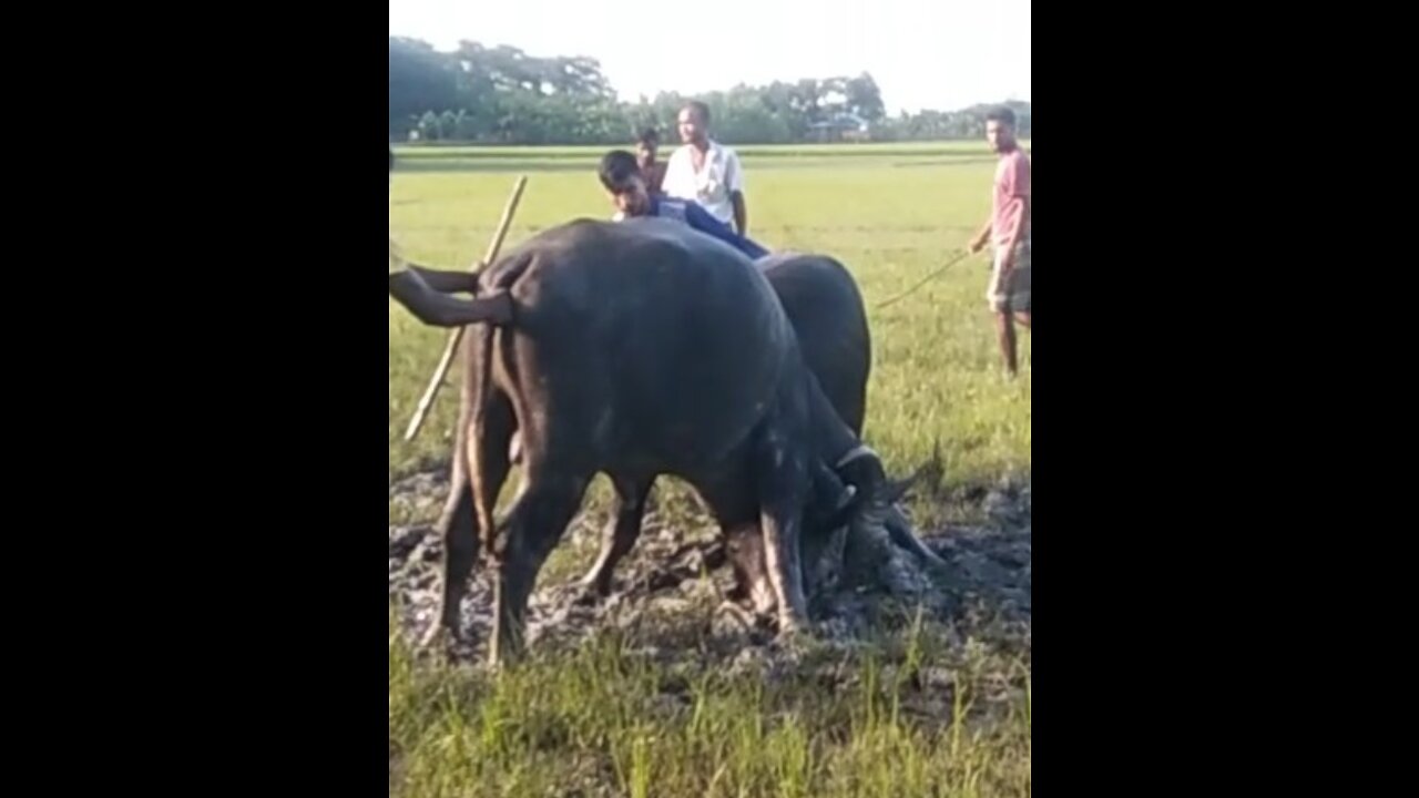 Historical buffalo fight