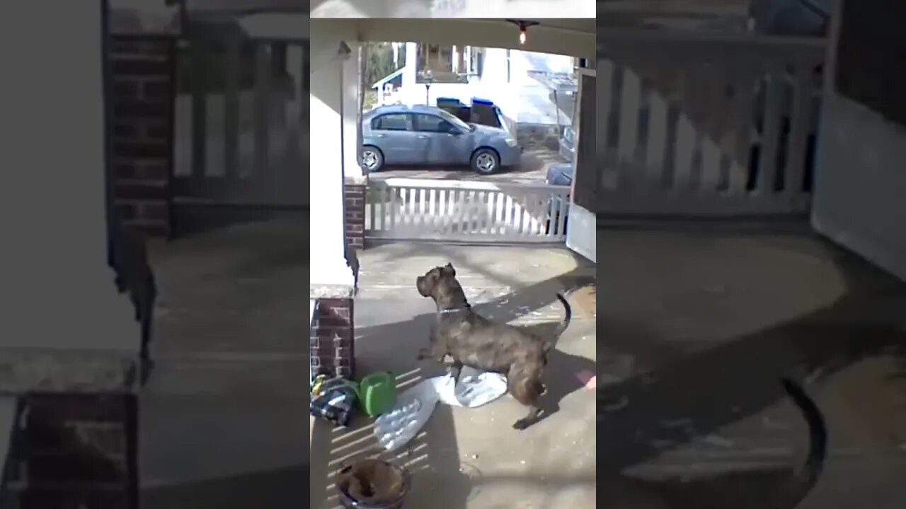Delivery Gone Wrong! #shorts #funny #dog