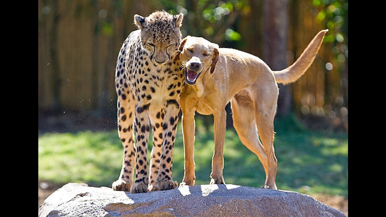 Unbelievable Animal Friendship On Earth