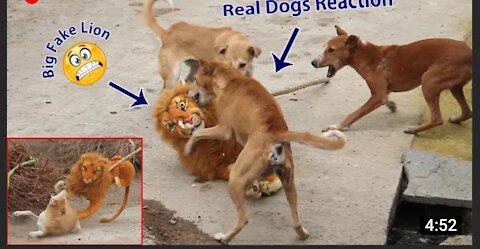 Fake Big Lion Prank Dog So Funny Can Not Stop Laugh Must Watch New Funny Prank Video