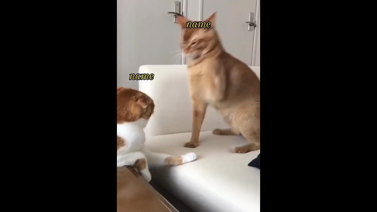 Funny cats