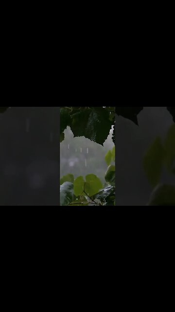 Soothing Sound of Rain in the Forest #shorts #naturesounds #naturesoundsforsleeping