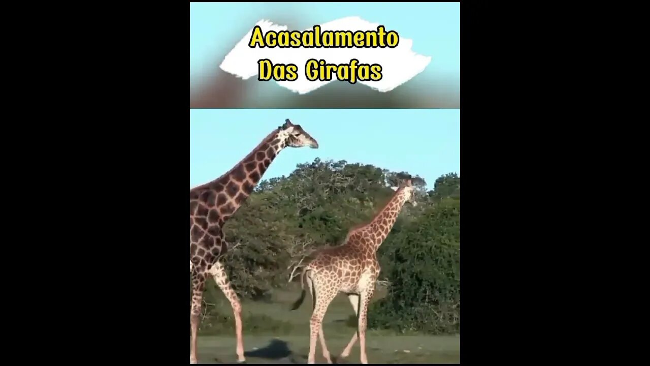 Reprodução das Girafas #shorts