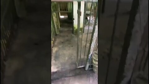 veja o Cativeiro onde a capivara filó estava