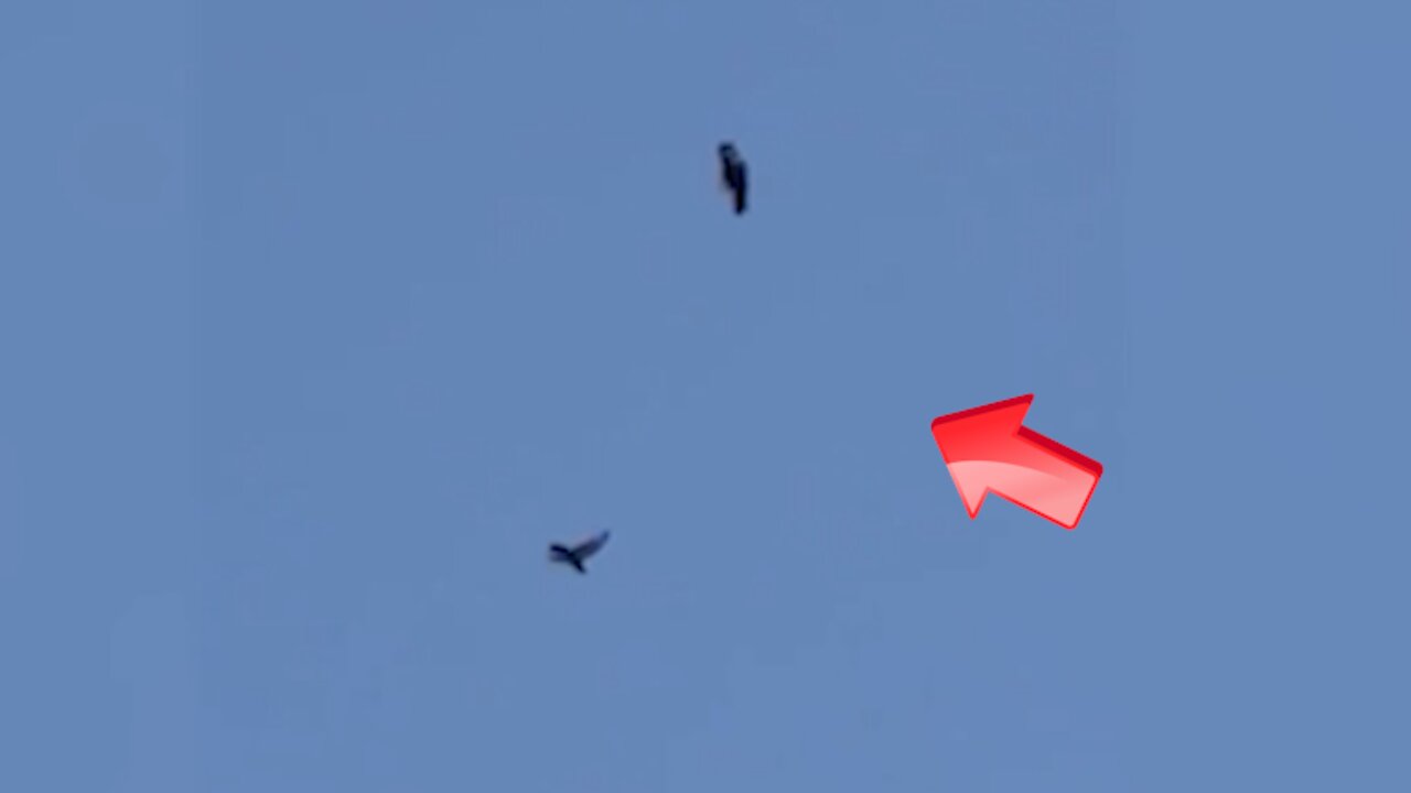 Birds moving in the air and birds perching in the air [Conspiracy]