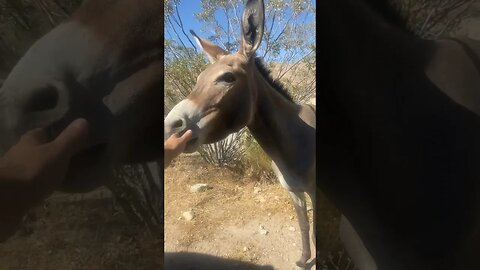 Touching a wild donkey! #donkey #lasvegas #familyfun