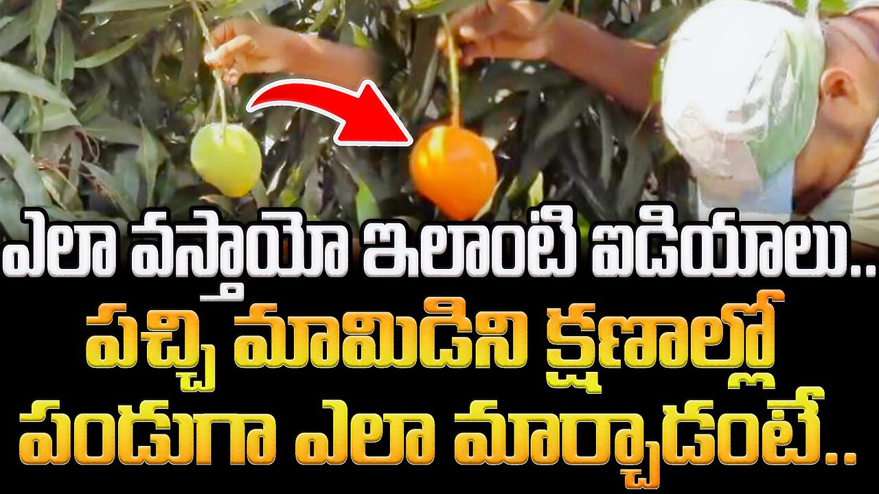 ఎలా వస్తాయో ఇలాంటి ఐడియాలు.. పచ్చి మామిడిని క్షణాల్లో పండుగా ఎలా మార్చాడంటే.. #mango | FBTV NEWS