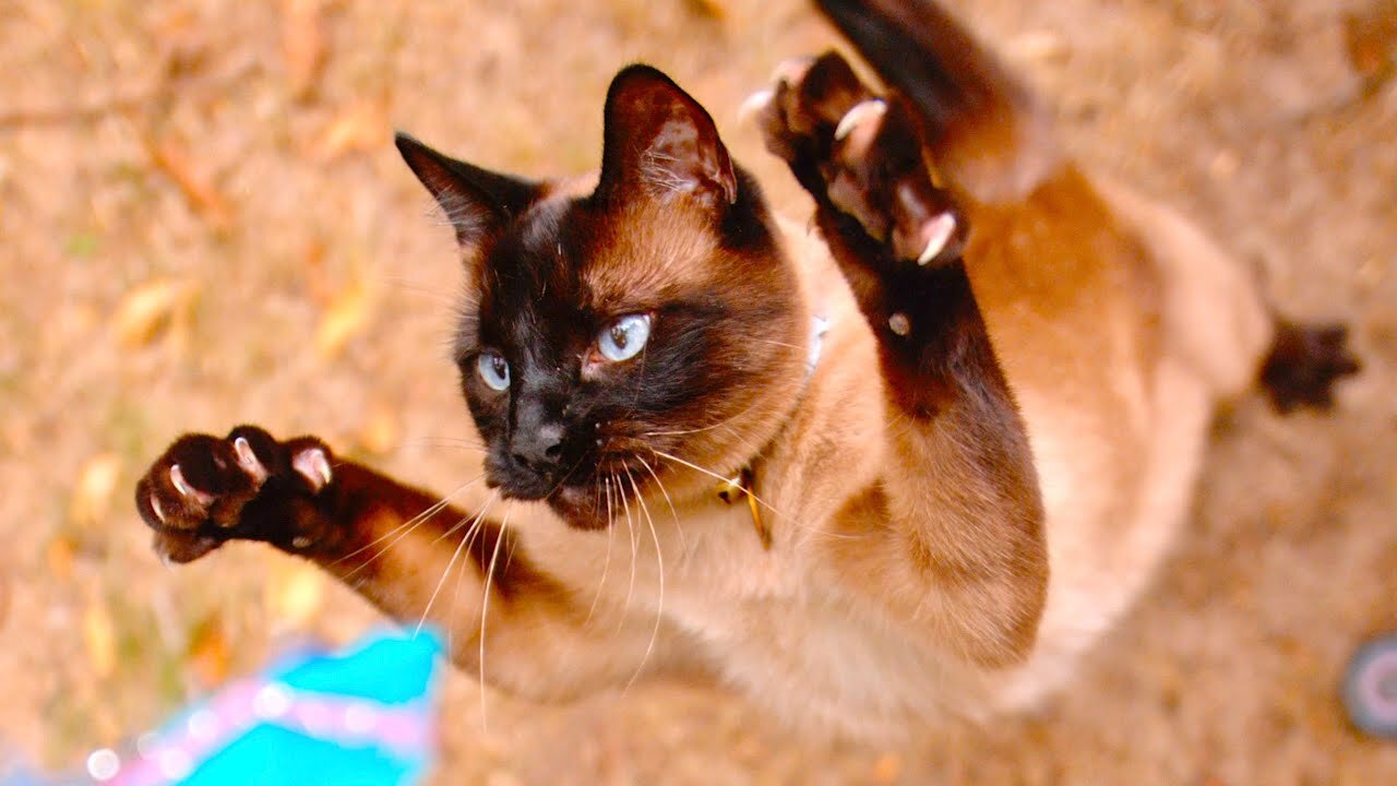 Cat Sprinting and Pouncing in 4K Slow Motion