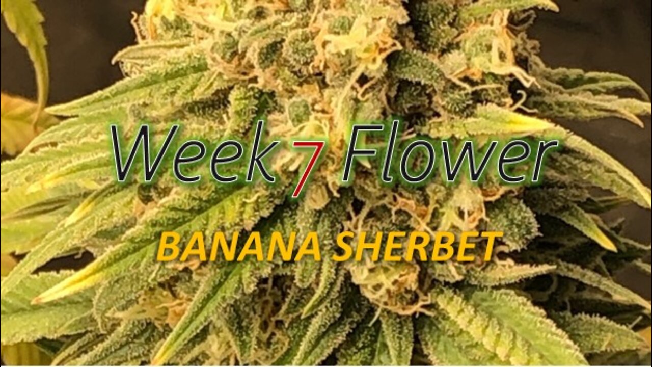 Week 7 flower of Banana Sherbet