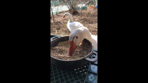 Goose that eats food.