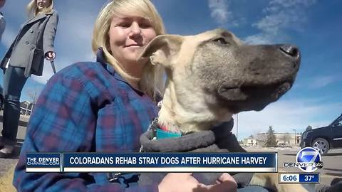 Coloradans rehab stray dogs after Hurricane Harvey