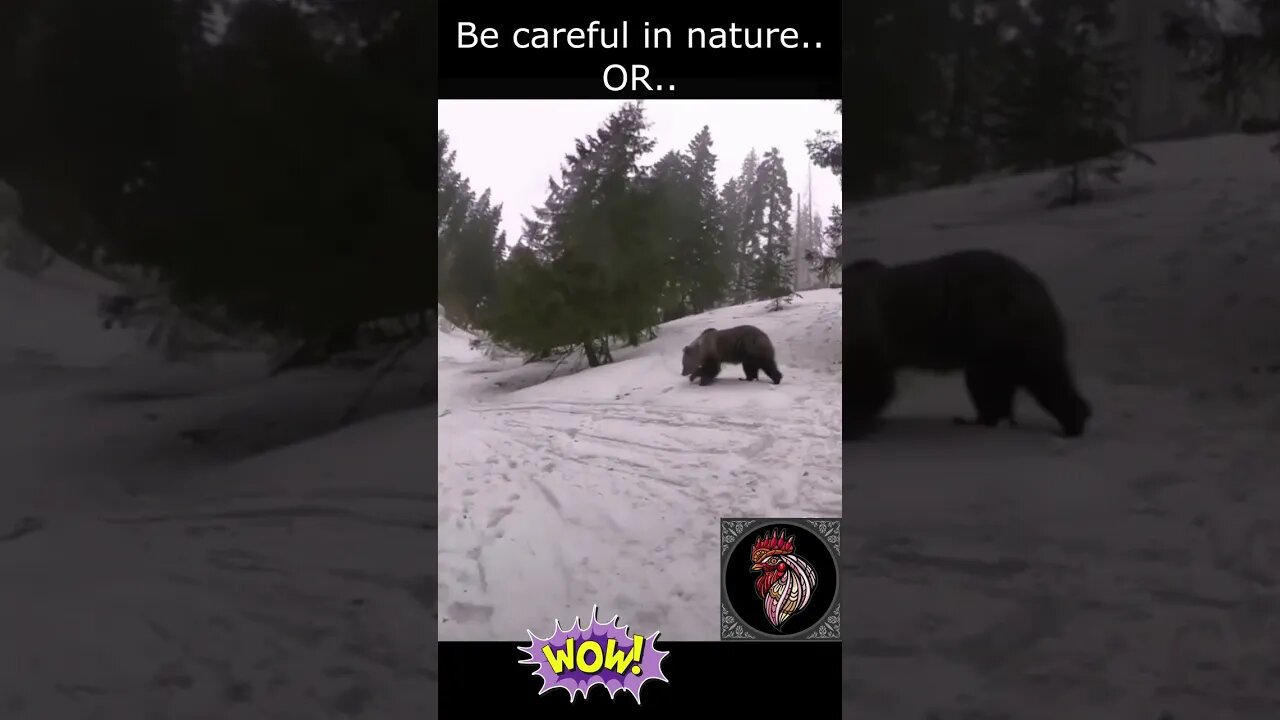 MUST WATCH - Bear attack humans 😱