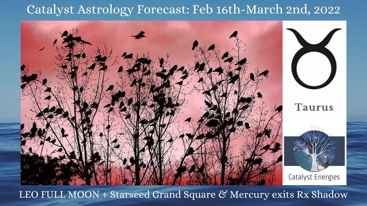 TAURUS - Catalyst Astrology Forecast - LEO FULL MOON + STARSEED GRAND SQUARE - Feb 16-March 2nd