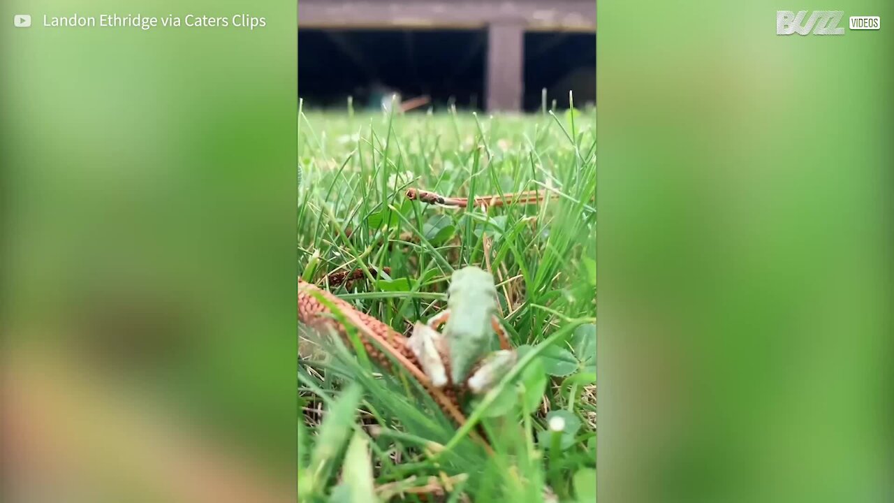 Pequeno sapo tem dificuldade para pular em grama alta 1