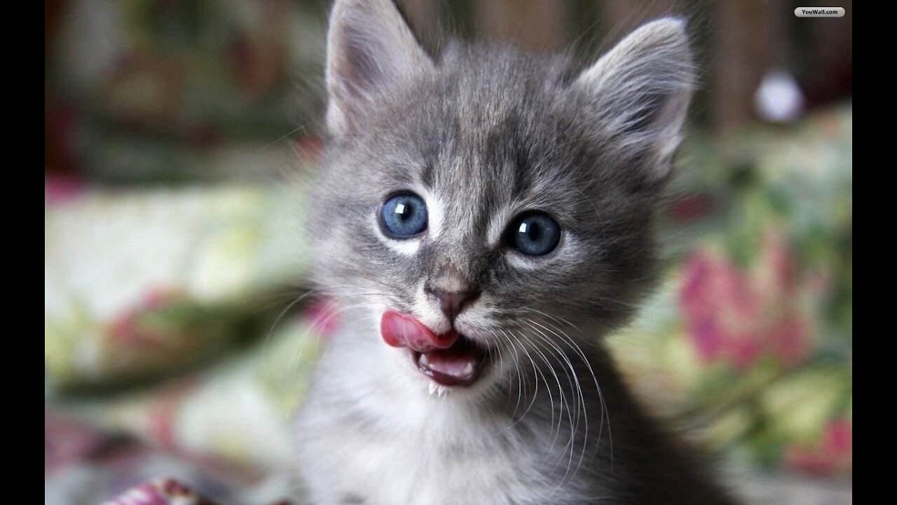 All Cat Breeds A-Z!! So Cute!