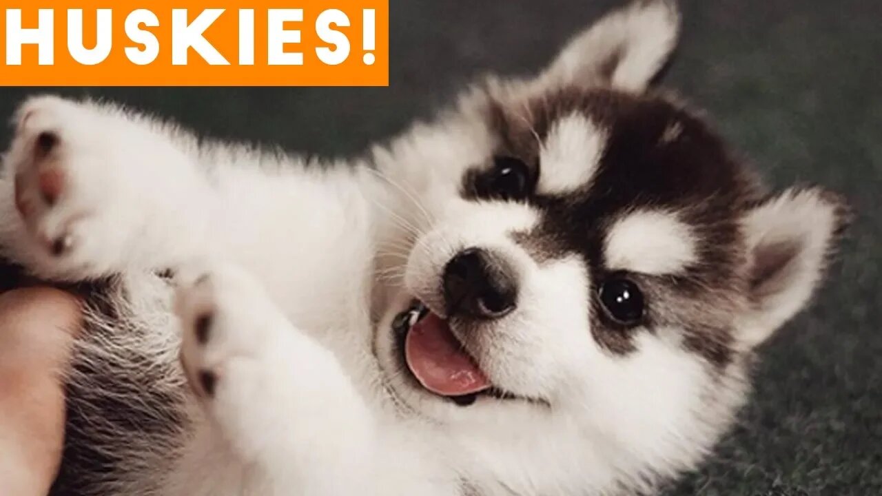 The Funniest and Cutest Husky Compilation of 2018 | Funny Pet Videos