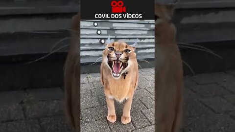 você teria coragem de fazer carinho nesse gatinho?