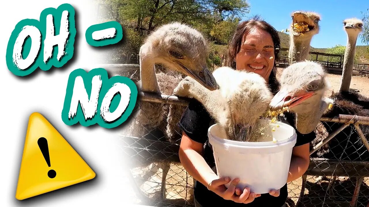 Our CRAZY OSTRICH farm experience || Lifestyle Episode 11