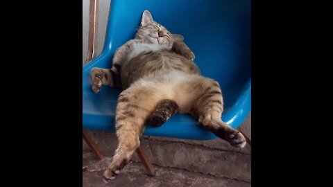 Funny Cat Memes That Will Make Your Day Better 😂