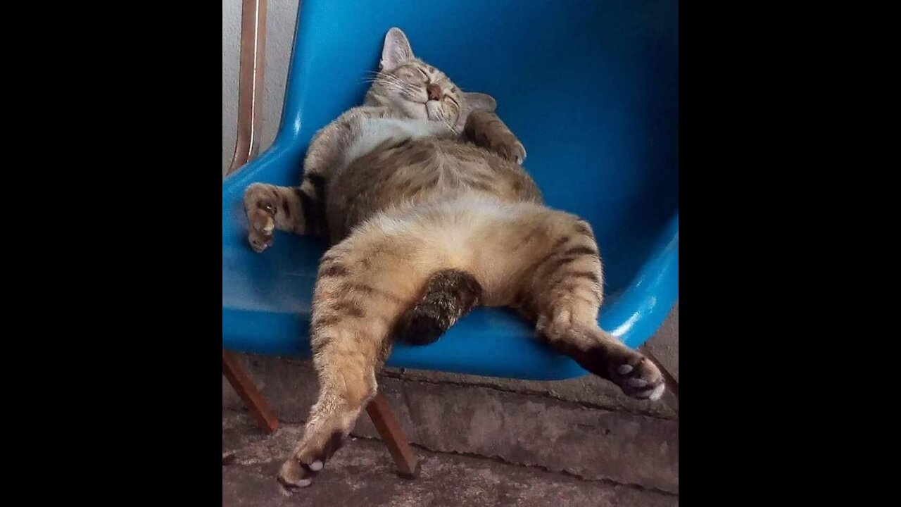 Funny Cat Memes That Will Make Your Day Better 😂