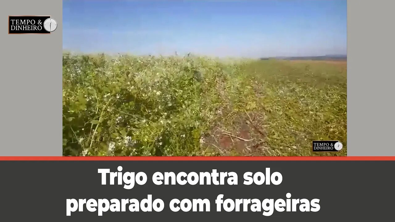 Trigo encontra solo preparado com forrageiras , mostra o Daniel Rost, de 3 de maio, RS