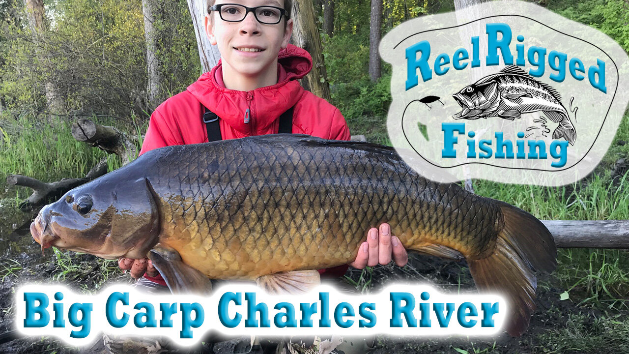 Six Nice Common Carp At The Charles River