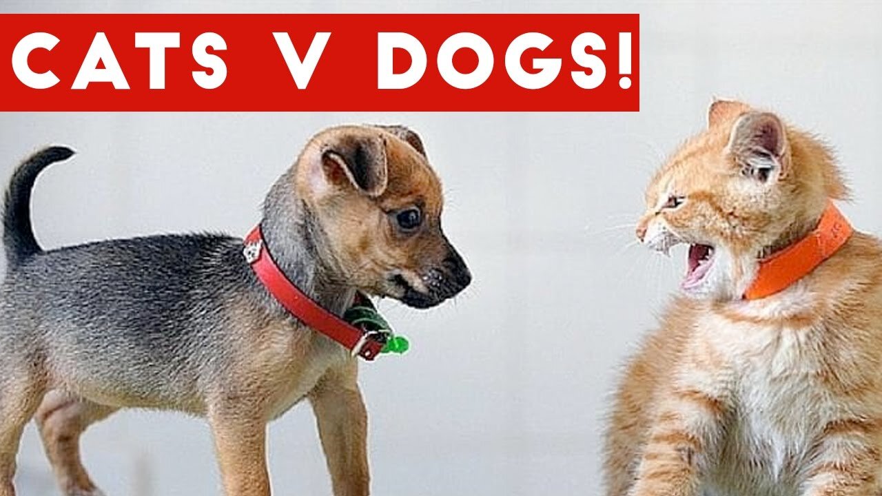 Cute cat vs dog Very fanny video