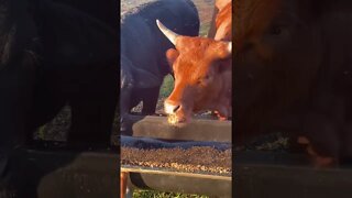 No manners #cows #cow #cattle #shorts