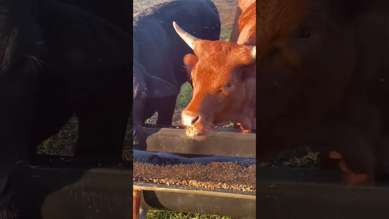 No manners #cows #cow #cattle #shorts