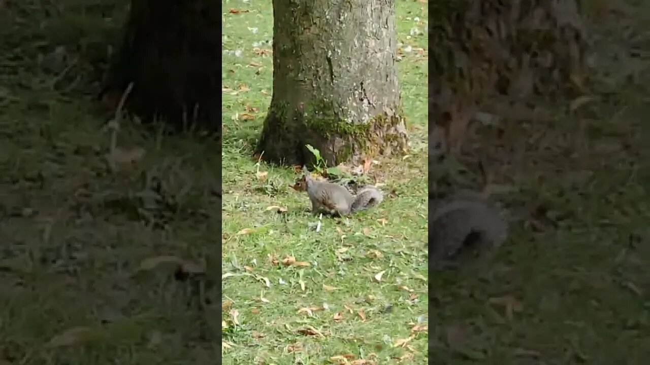 Thompson park - Burnley - squirrel