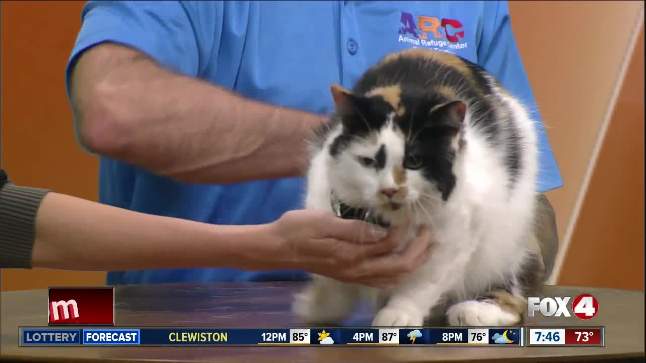 Fox 4 pet of the week: Casey