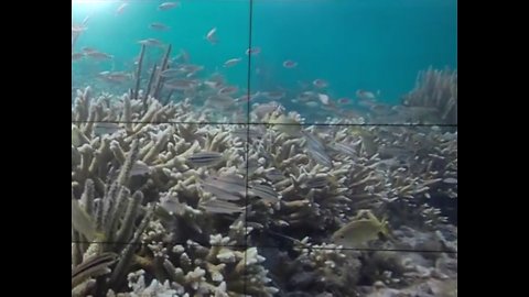 Conserving Florida's coral reefs