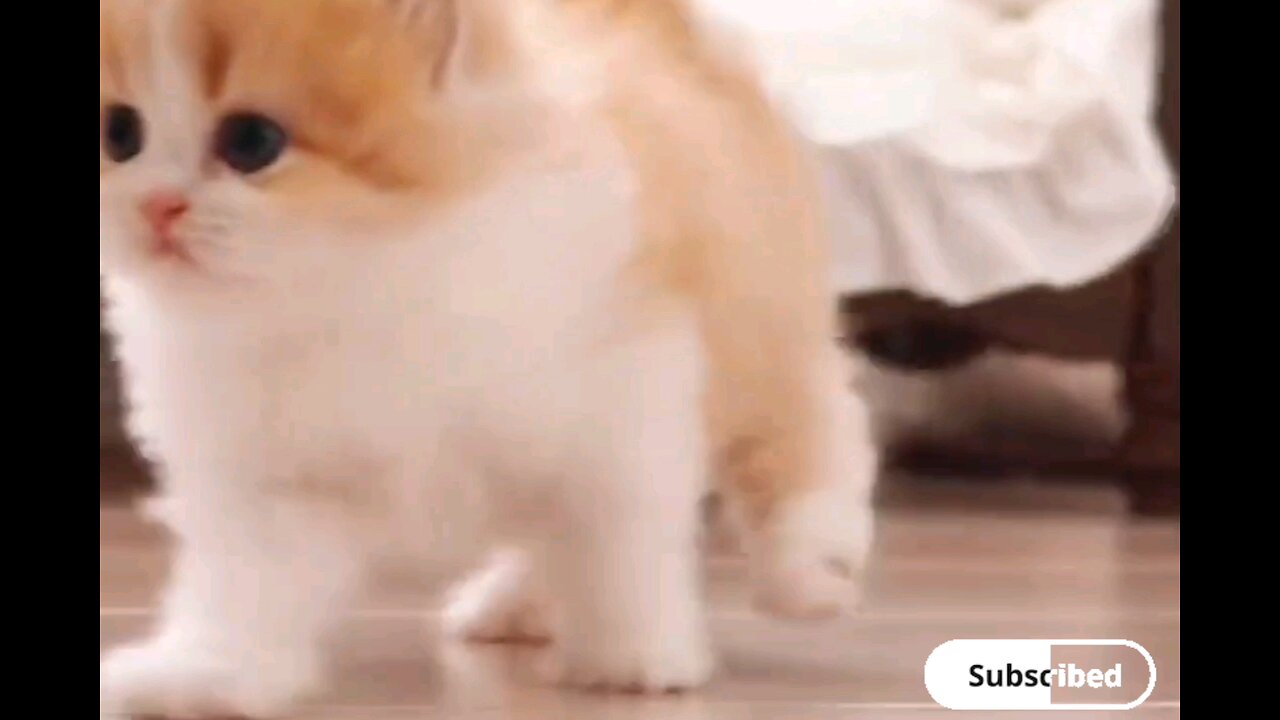 funniest soo cute kittens😻trending video