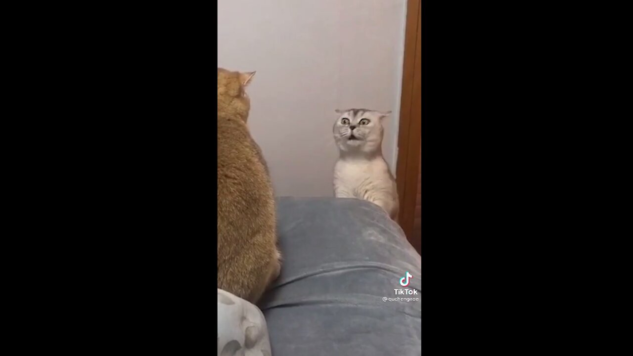 Funniest Animals - Try Not To Laugh 😇Awesome Funny Pets Animals Videos #2