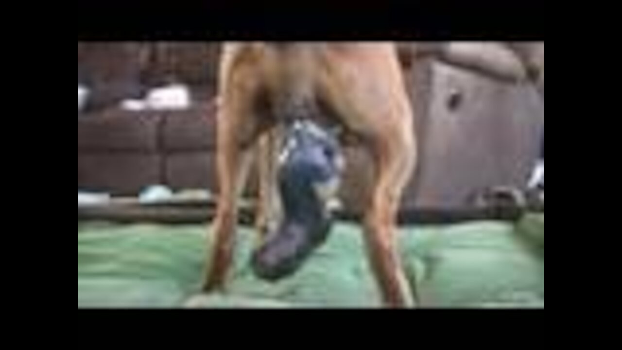 Dog Has Amazing Birth While Standing!!