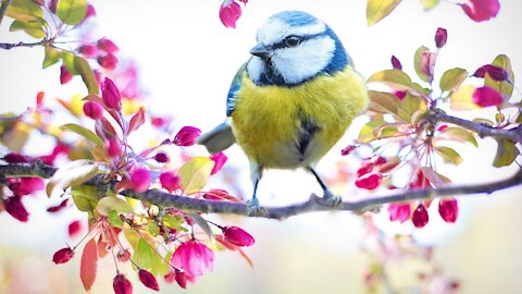 this bird has the most beautiful corner