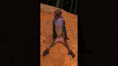 relax #monkey #pets #funny #tiktok