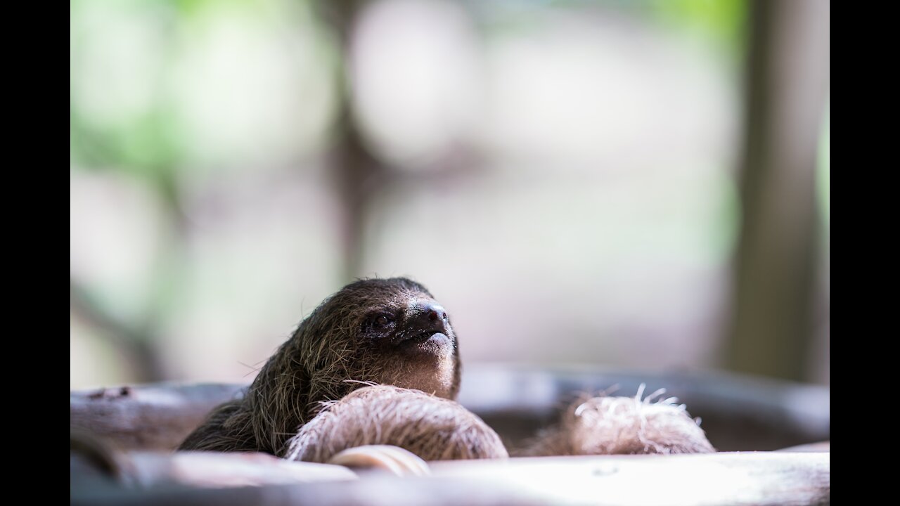 Baby Sloths Being Sloths - Cute and Funny Compilation