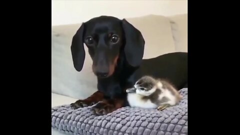 Cute Funny animals