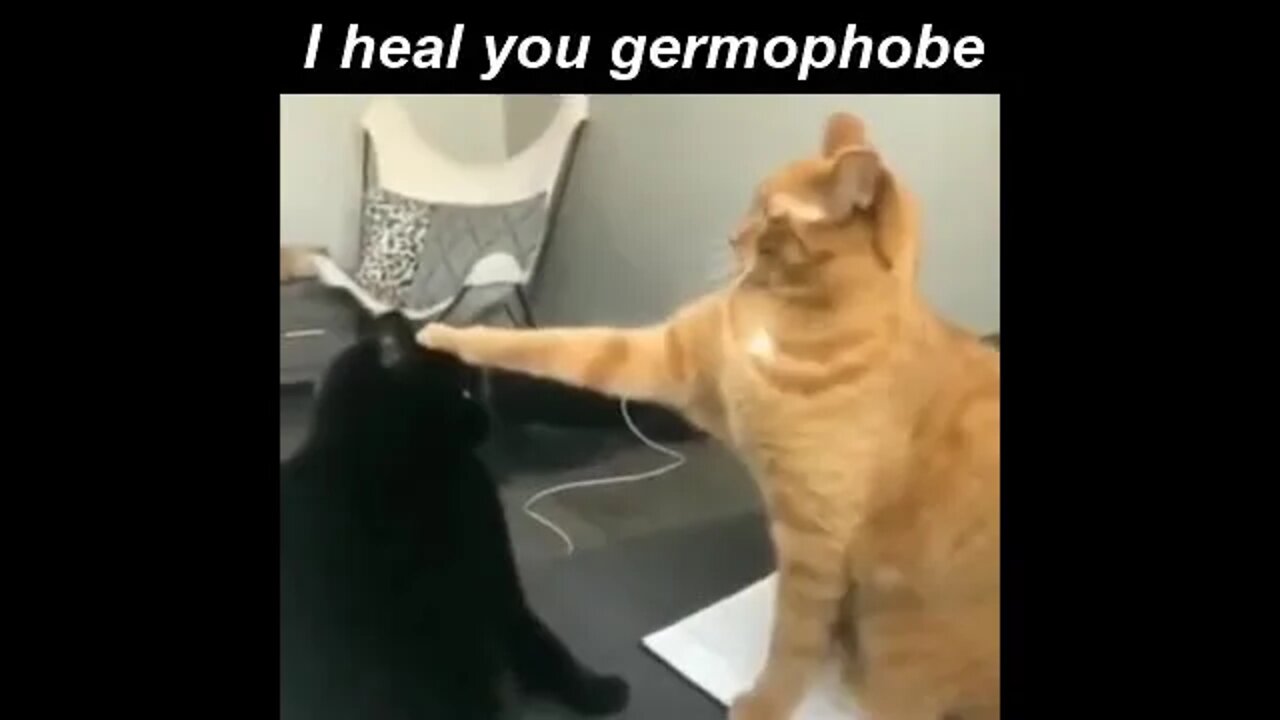 cat healing germophobe.