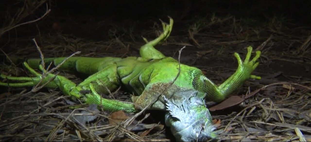 Florida lizards begin falling out of trees