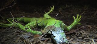 Florida lizards begin falling out of trees