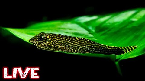 COMMUNITY AQUARIUMS with Steenfott Aquatics - The Early Bird Show