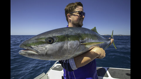 Big NZ Kingfish