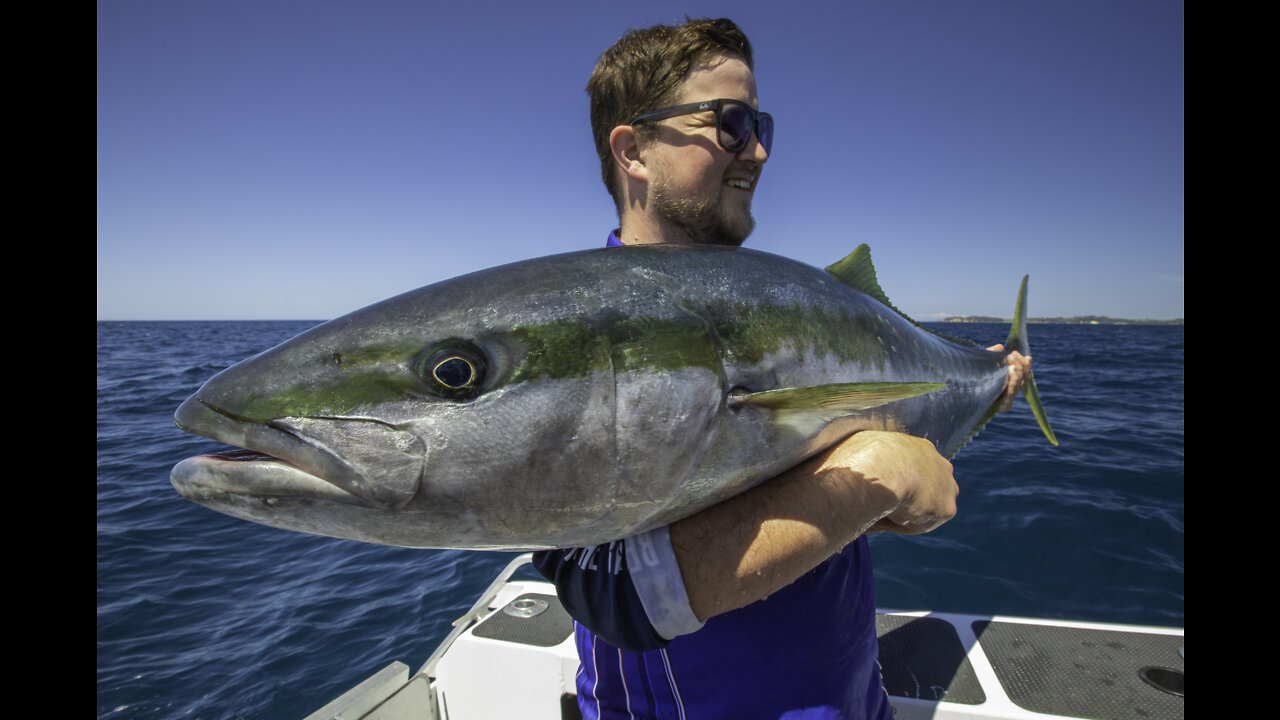 Big NZ Kingfish