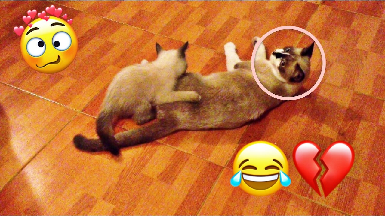 Cat is very funny