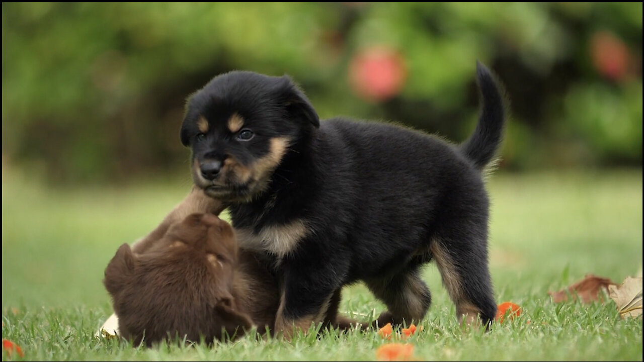 Playing Cute Puppies