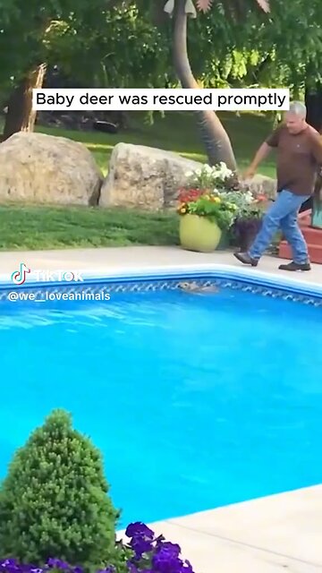 Who Me Crying? Nah! (Sniff) Bambi Can’t Swim?