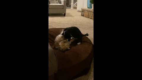 Pup and kitten always playing.