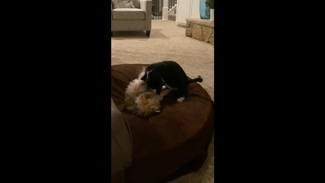 Pup and kitten always playing.